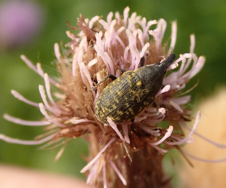 Larinus da Id. - Larinus turbinatus